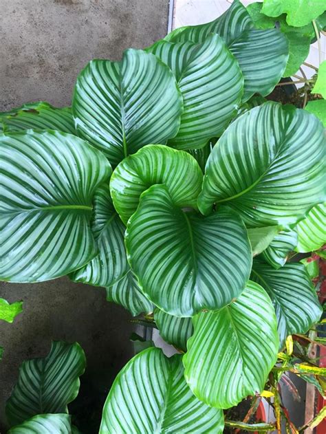 朝北陽台植物|北面陽台植物：15種適合新手的陽台植物推薦！ 